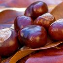 마로니에 이미지