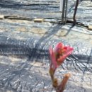 육일농원 이미지