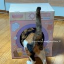 고양이 숨숨집 추천! 세탁기 모양 다이소 고양이 숨숨집 내돈내산 솔직 후기(+스크래처 포함)