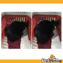 (주)펫에어라인 이미지