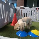 멍멍플라워 이미지