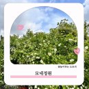 (주)행복한농장 | 근교 나들이 데이지 꽃 명소 부천 모네정원 원예체험농장 플라워 클래스 후기 ( 데이지 꽃 개화 상황 )