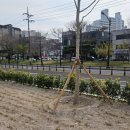 황금빛 가로수길 이미지