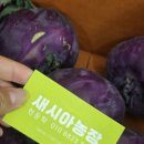 진정농장 | 제주에서 바로 온 새시아농장 콜라비 당일수확 산지직송 배달 후기
