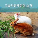 고숲자연체험장