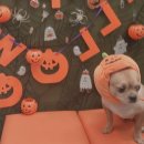 콩이 애견샵 이미지