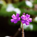 [영화 속 클래식 - 작은 신의 아이들] 바흐 - 두대의 바이올린을 위한 협주곡 2악장 & photo by 모모수계 이미지