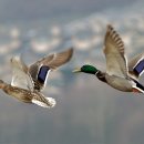 꿈의 비행 이미지