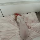 두암동물병원 이미지