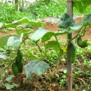 오이도 경로당 이미지