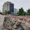 엘리시아3차 이미지