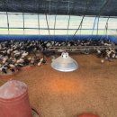 금산청계농장 | (청계닭)지리산청계농장 분양 후기~♡