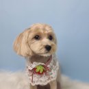 호다닥쑥 이미지