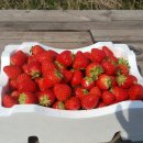 광시농장 이미지