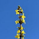 맘스터치산호점 이미지