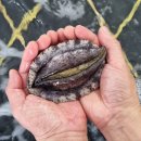 대물 사이즈!! 자연산 활 참돔/제철 활 갑오징어/반건조 전갱이,감성돔/참굴비/건조 갑오징어 이미지