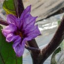 춘추농장 이미지