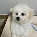 몽구 | 복남이의 배냇미용