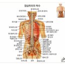 인간의 뼈(骨) 이미지