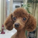 샐리동물병원 이미지