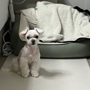 애견호텔 나무야 이미지