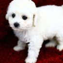 빵실빵실 이미지