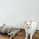 둥이민박 네이버블로그