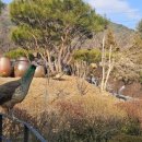 양지단비사슴농장 이미지