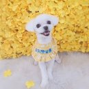 센트럴 펫살롱 이미지