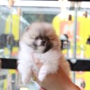 강아지,반하다 이미지