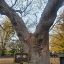 크레파스 경양식 | [보령여행] 보령 가을 은행나무 명소/단풍 여행지 - 청라 은행마을 / 신경섭 가옥