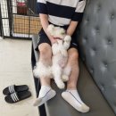 숑숑 그루밍 이미지