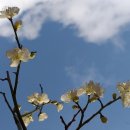 매화마을길 이미지