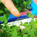 네잎클로버 이미지