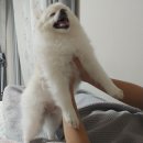 양모아네뜨 | 양모펠트 공방 원데이클래스 댕겨와봄! (냉장고자석 만들기)