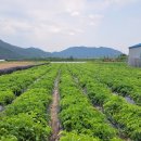 회원농장 이미지