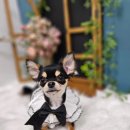 마미몽 펫샵 이미지