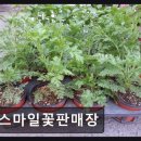 893 | [대전 꽃집] 스마일꽃판매장 36년 전통의 싱싱한 꽃과 합리적 가격