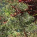 백두농원 이미지