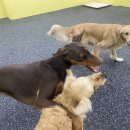 댕교오겠습니다 이미지