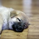 서산황진이 Daum카페