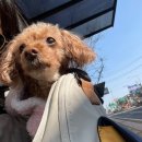 심재웅 동물병원 이미지