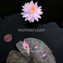 페인티드 레이디 하디 워터 릴리 (Painted Lady Hardy Water Lily) 이미지