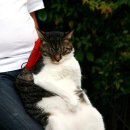 뚱보 고양이 이미지