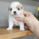 강아지분양 애견입양 아이러브독 인천점 | 체계적인 인천강아지분양 강아지분양 애견입양 아이러브독 인천점