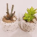 알로애 꽃집 이미지