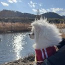 강아지정원 이미지