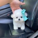 앨리스코리아켄넬 이미지