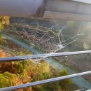 노을이슬 이미지