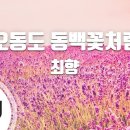오동도동백꽃처럼/최향 이미지